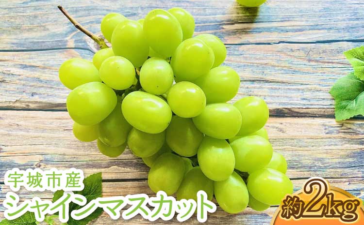 宇城市産 シャインマスカット 約1.8kg フレッシュダイレクト【2026年7月下旬〜8月下旬頃順次発送予定】