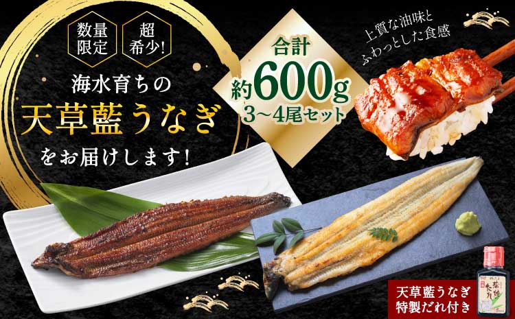 うなぎ 【ミシュラン1つ星店 採用】 国産 紅白 3～4尾セット 計600g  【数量限定】海水育ちの天草藍うなぎ 鰻 ニホンウナギ 惣菜 熊本県産 九州 国産 冷凍