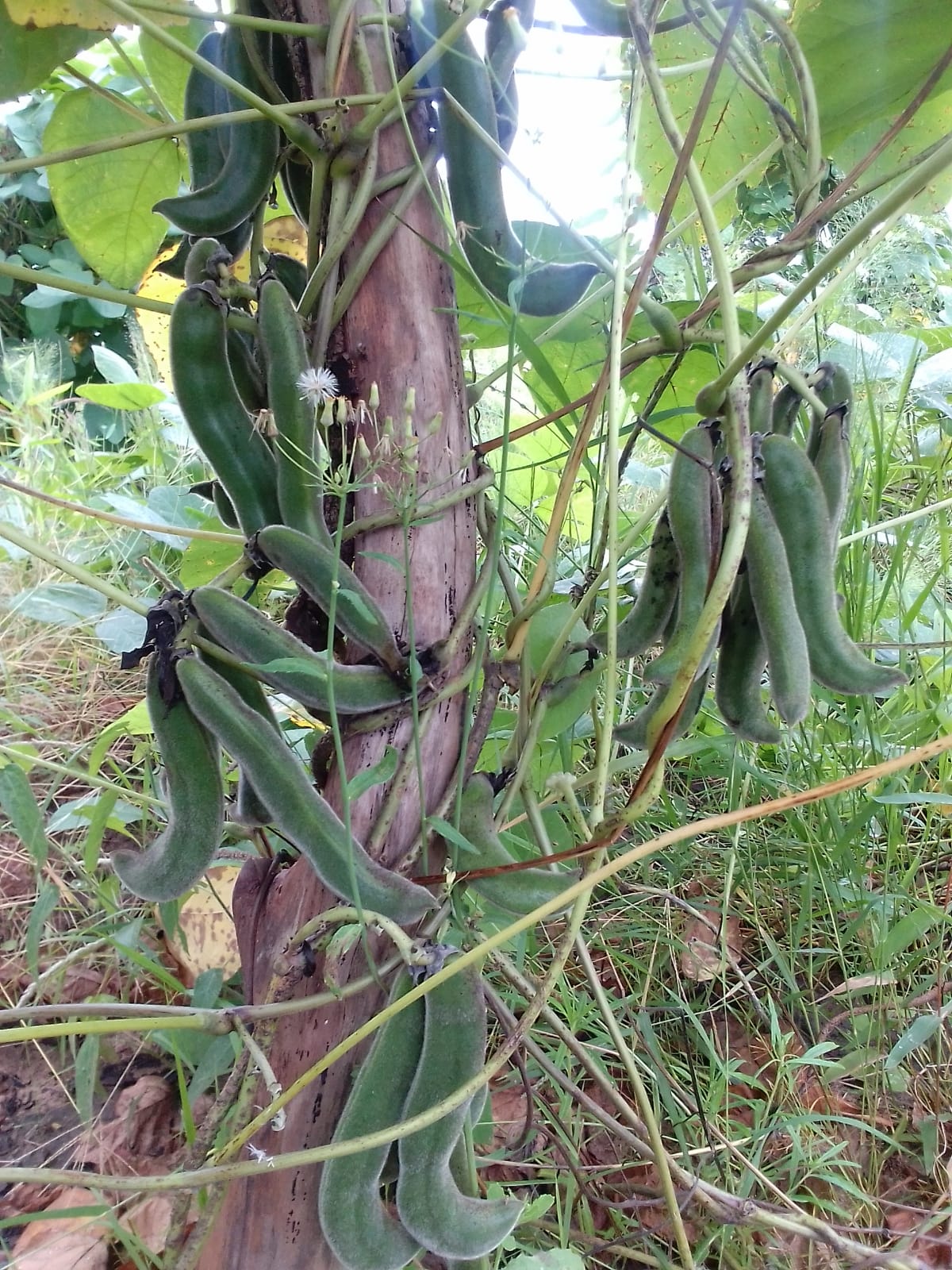 モザンビーク産 黒ムクナ豆 パウダー 300g むくな豆 粉末 粉末タイプ 熊本県 宇城市