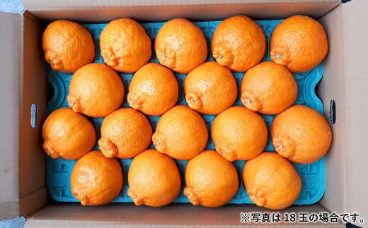【2024年3月上旬より順次発送予定】宇城市産 不知火 木村果樹園 5kg 柑橘 果物