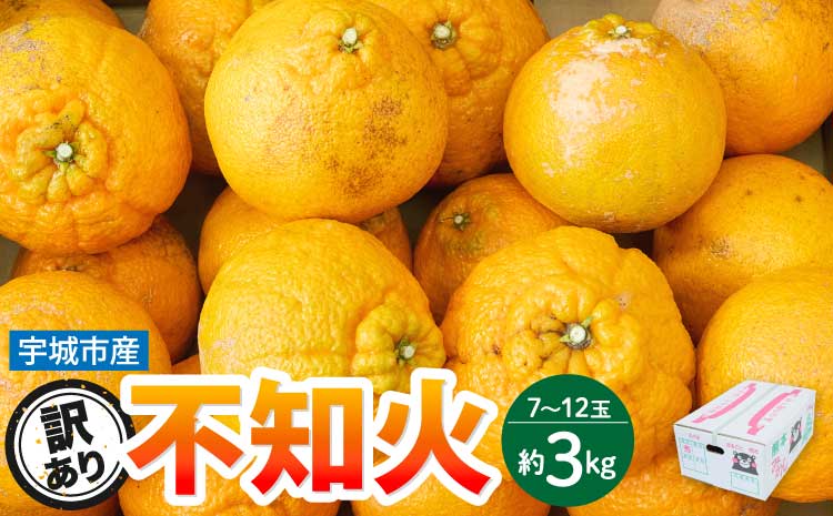 先行予約 訳あり 不知火 約3kg（7～12玉前後） 【2026年3月上旬~2026年4月上旬頃発送予定】 しらぬい みかん 蜜柑 柑橘  お取り寄せ 国産 九州 宇城市産 【株式会社la Nui.】