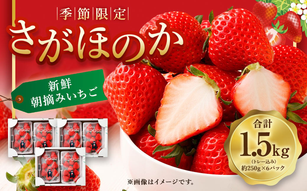 【2025年3月発送】季節限定！ 新鮮朝摘みいちご「さがほのか」約1.5kg （250g×6パック）だいこく農園合計1.5kg いちご イチゴ 苺 ストロベリー