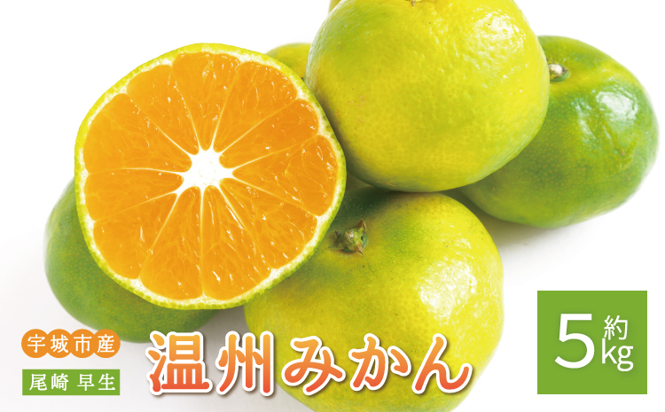 先行予約 みかん 尾崎 早生 温州みかん 約5kg (30玉前後) [2026年12月上旬から12月下旬頃発送予定] 早生みかん みかん ミカン 蜜柑 フルーツ 果物 くだもの ひでみかん