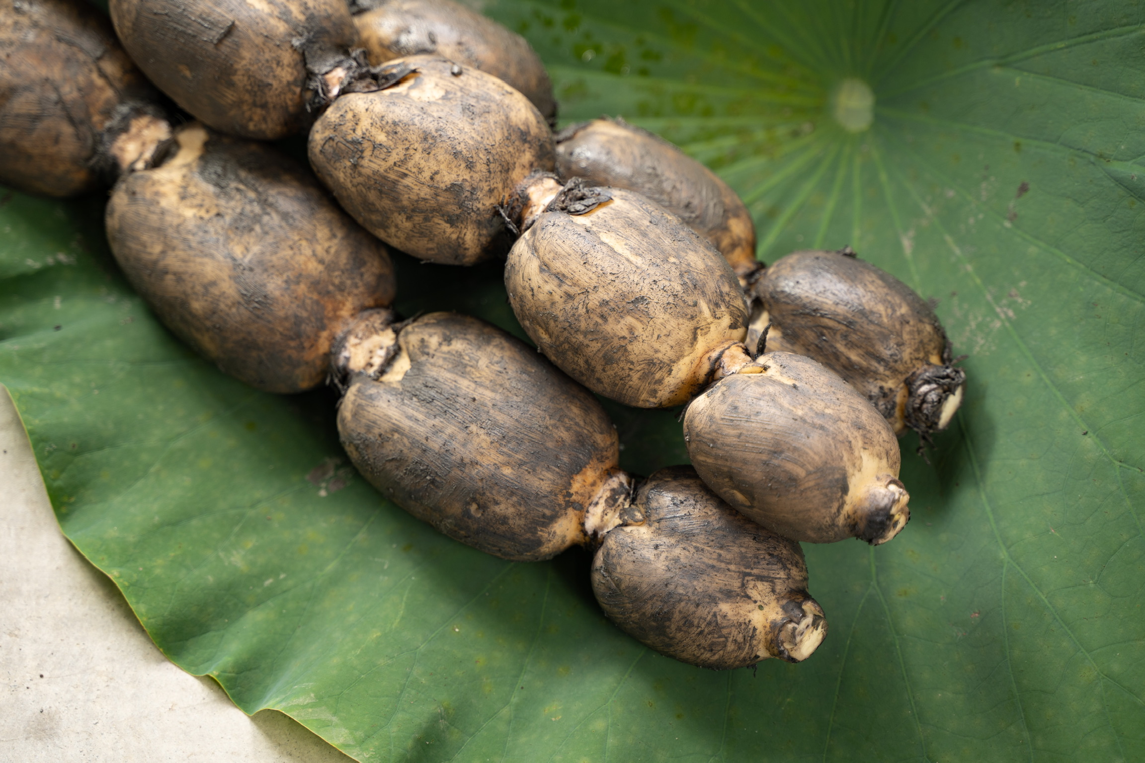 レンコン 斎藤さん家の「生」れんこん 約2kg (約2〜3本 節数：8〜10節）【2025年9月上旬〜2026年3月上旬発送予定】レンコン 泥付き 産地直送 蓮根 熊本県産 国産 九州 熊本県 宇城市