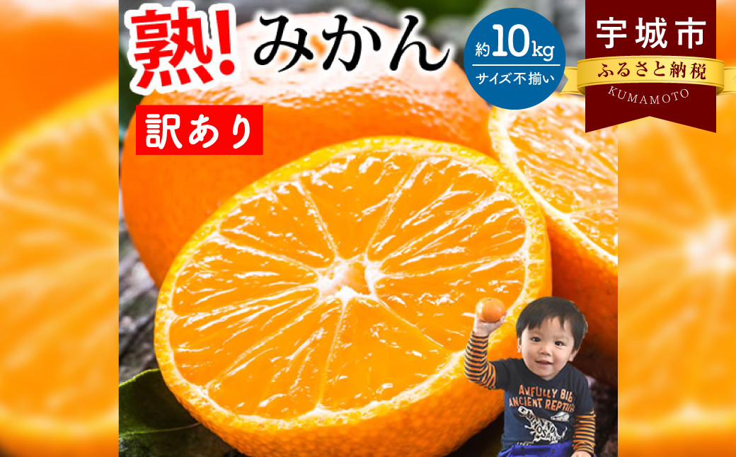 訳あり みかん 10kg【2024年10月上旬から2025年2月下旬発送予定】柑橘 フルーツ 果物 くだもの 規格外 不揃い