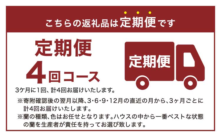 【定期便4回】ミディ胡蝶蘭 3本立ち 洋蘭 観賞用 植物