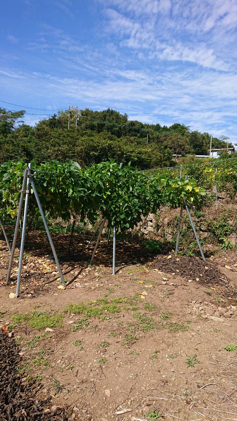 熊本産 焙煎 ムクナ豆 茶 （八升豆茶） 3g×18 ノンカフェイン お茶 茶 飲料 むくな豆 ティーバッグ 熊本県 宇城市