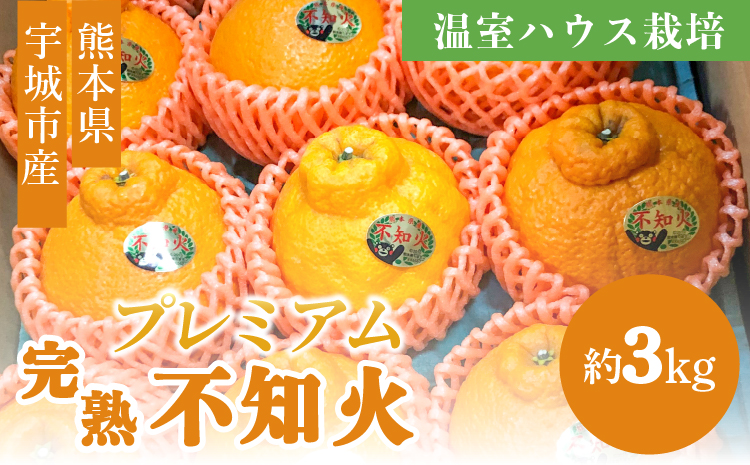 宇城市産 温室ハウス栽培 プレミアム完熟不知火 約3kg 高橋果樹園【2025年12月上旬から2026年1月下旬発送予定】不知火 しらぬい 柑橘 くだもの 果物 フルーツ