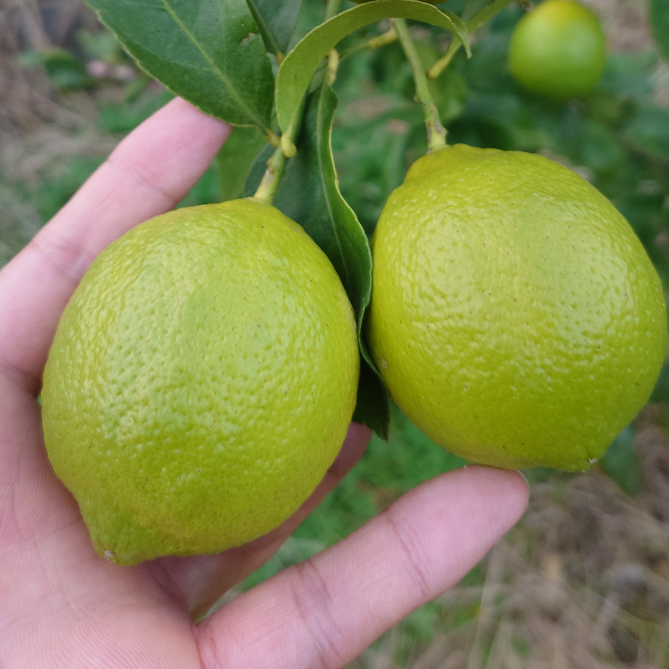  ユーレカ レモン 約5kg（35玉前後）【清水果樹園】【2026年11月上旬から11月下旬発送予定】 レモン 檸檬 国産レモン ノーワックス 防腐剤不使用 柑橘  調味料 国産 九州 熊本県 宇城市