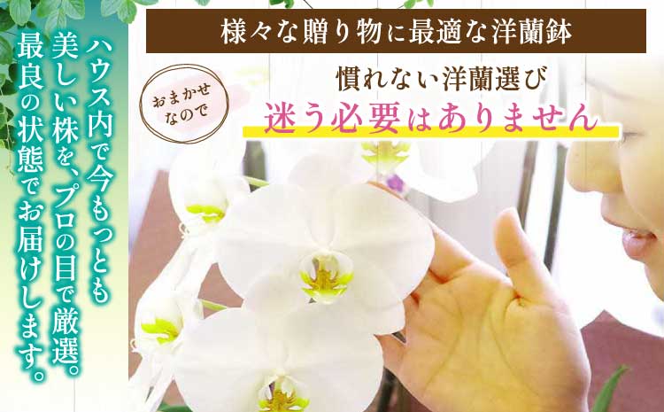 洋蘭 洋蘭ギフトL 鉢花 （高さ60～80cm） 蘭 鉢 鉢植え 胡蝶蘭 ギフト 熊本県産 【森水木のラン屋さん】 お祝い 誕生日 鉢植え 花 贈り物 蘭