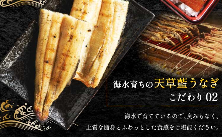 うなぎ 【ミシュラン1つ星店 採用】 国産 蒲焼き2-3尾 400g ギフト 蒲焼き 白焼き 鰻重 鰻丼 【数量限定】海水育ちの天草藍うなぎ 蒲焼き 2〜3尾セット（計約400g）鰻  