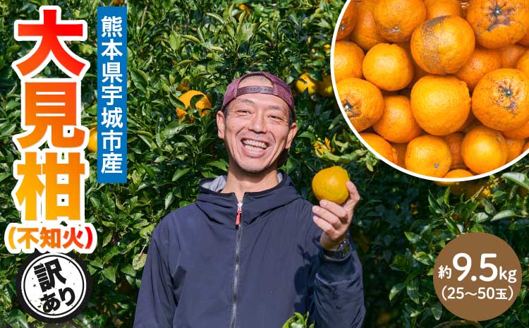 先行予約 熊本大見柑 (不知火) 訳あり 9.5kg (25～50玉) 【2026年2月上旬～2月下旬頃発送予定】 しらぬい みかん 蜜柑 柑橘 国産 九州 熊本 宇城市産 【株式会社la Nui.】