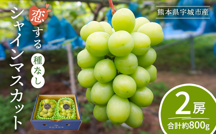 シャインマスカット 恋するシャインマスカット シャイン マスカット ぶどう 葡萄 種無し 種なし たねなし 2房 合計約800g ギフト 国産 九州産 熊本県産 宇城市産 御舩果樹園【2026年8月上旬〜9月下旬頃順次発送予定】