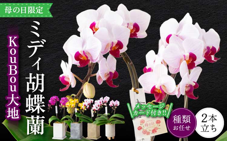 胡蝶蘭 花 母の日 ミディ胡蝶蘭 KouBou 大地 2本立ち 【2026年5月上旬頃発送予定】 プレゼント 蘭 ラン 洋蘭 ミディサイズ 観賞用 お祝い 贈答 贈答用 かわいい おしゃれ 鉢植え 風呂敷 インテリア 産地直送 送料無料 株式会社なかがわ