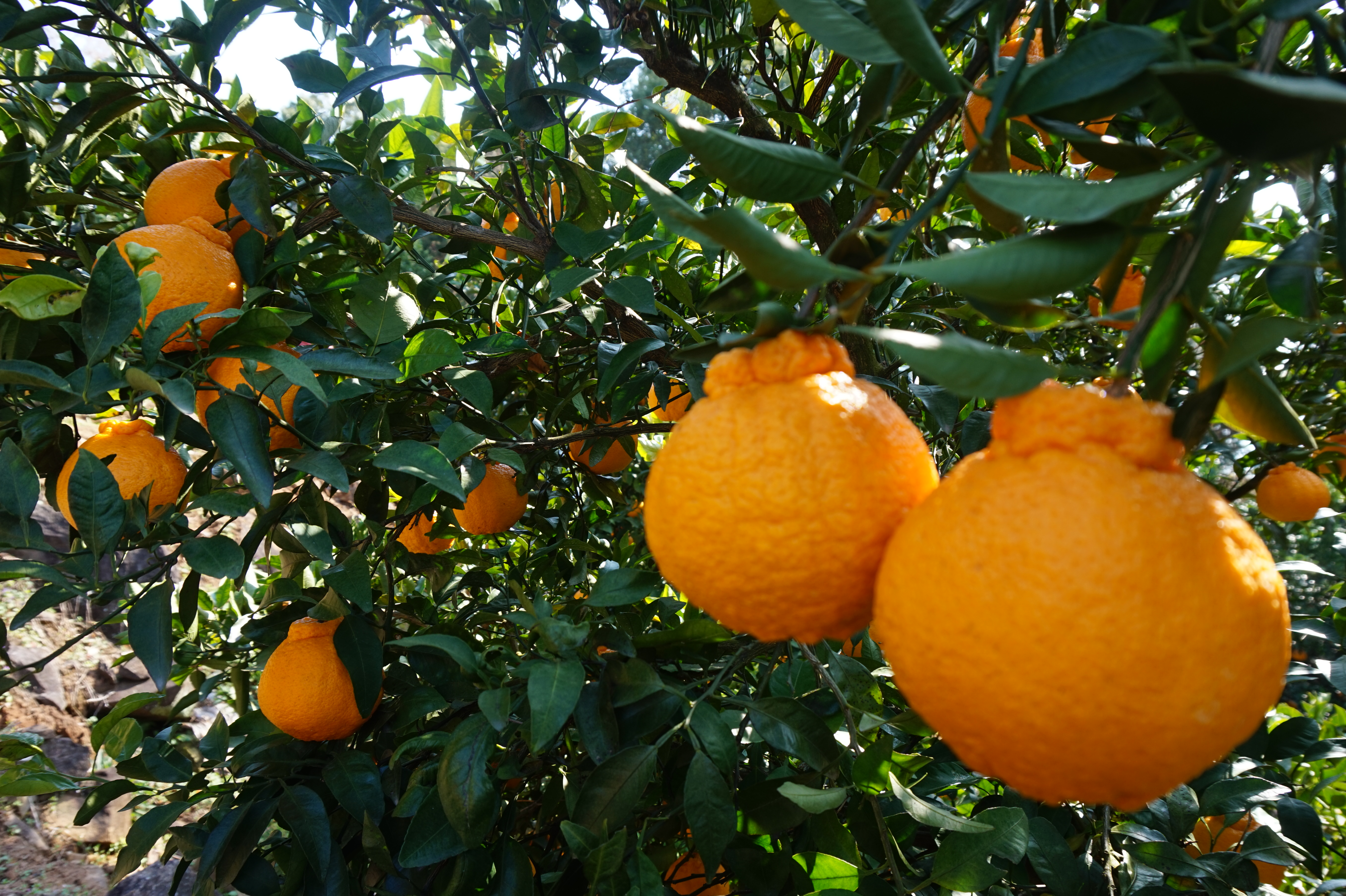 å
è¡äºçŽ èš³ãã äžç¥ç« æããäžç¥ç« éžã¹ã容é çŽ2kg ã2026幎4æäžæ¬ãã2026幎6æäžæ¬çºéäºå®ã åŸ¡è©ææš¹å ãããã äžæã ããã¬ã ææ© å®ååž çæ¬çç£