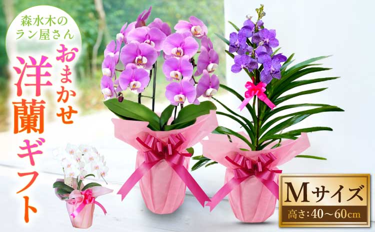 洋蘭 洋蘭ギフトM 鉢花 (高さ40～60cm) 【森水木のラン屋さん】 胡蝶蘭 お祝い 誕生日 鉢植え 花 贈り物 ギフト 蘭