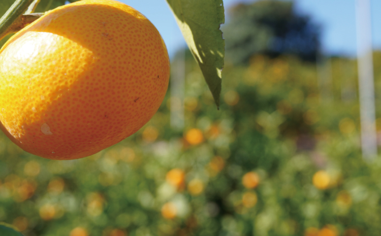 先行予約 みかん 尾崎 早生 温州みかん 約5kg (30玉前後) 【2026年12月上旬から12月下旬頃発送予定】 早生みかん みかん ミカン 蜜柑 フルーツ 果物 くだもの ひでみかん