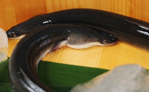 【数量限定】海水育ちの天草藍うなぎ 蒲焼き 2〜3尾セット（計約400g）鰻