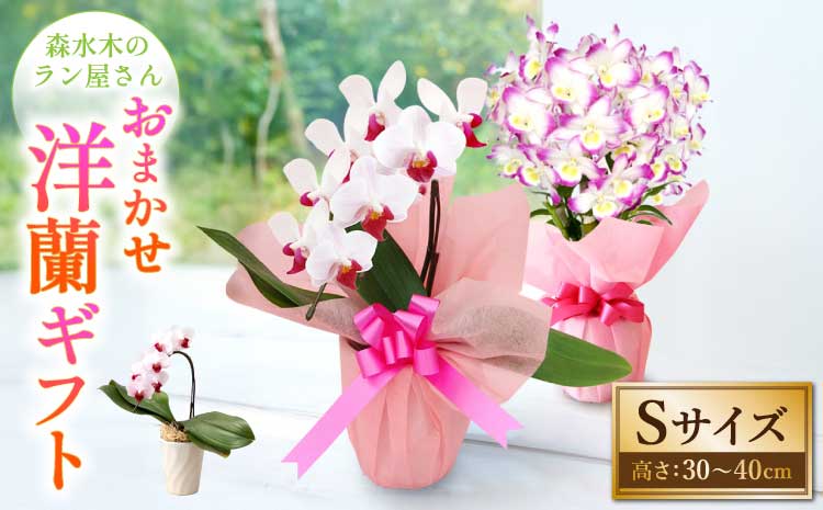 æŽè æŽèã®ããS é¢è± ïŒé«ã30ïœ40cmïŒ ãæ£®æ°Žæšã®ã©ã³å±ããã ãç¥ã èªçæ¥ é¢æ€ã è± èŽãç© ã®ãã è