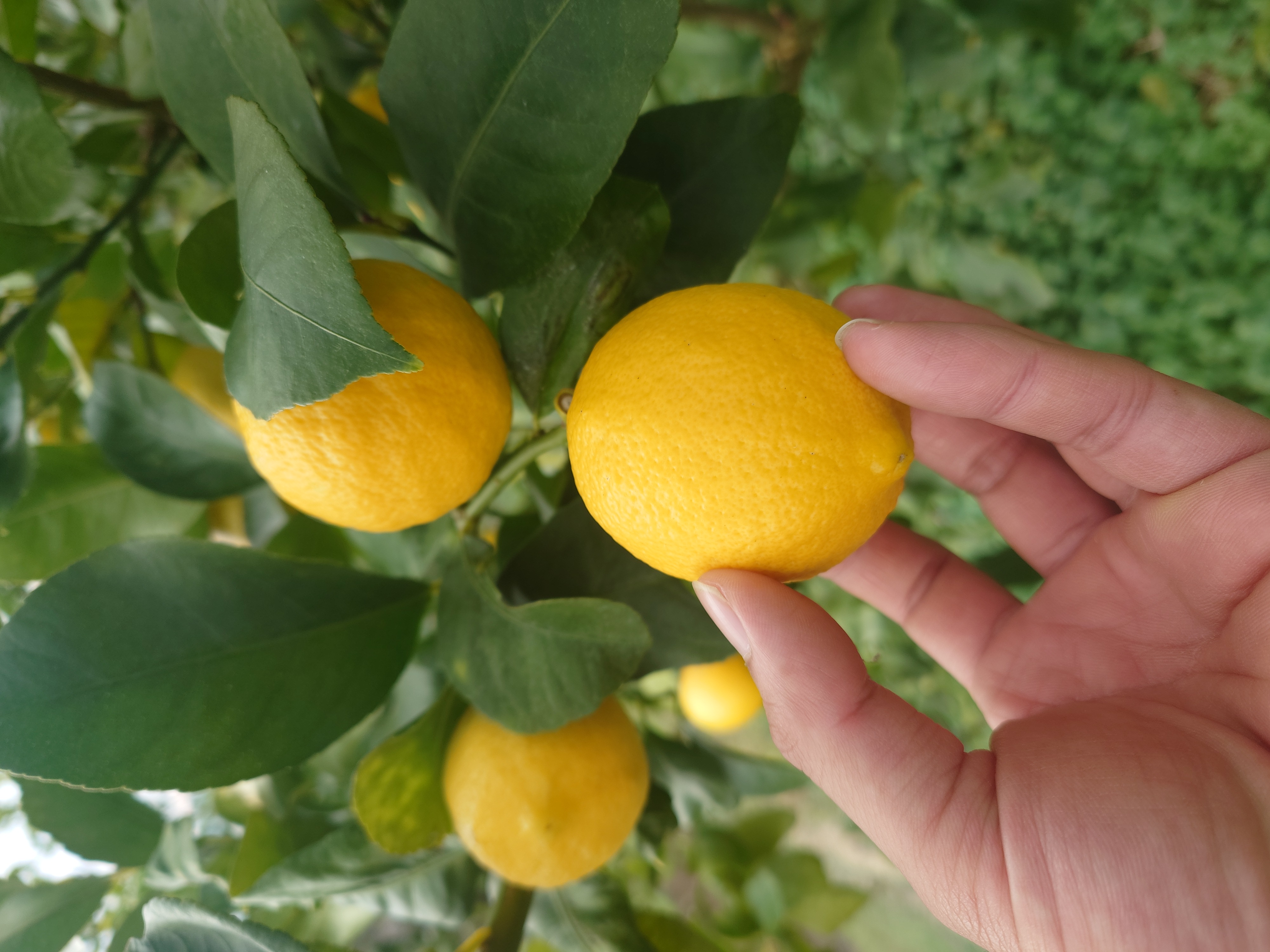  ユーレカ レモン 約5kg（35玉前後）【清水果樹園】【2026年11月上旬から11月下旬発送予定】 レモン 檸檬 国産レモン ノーワックス 防腐剤不使用 柑橘  調味料 国産 九州 熊本県 宇城市