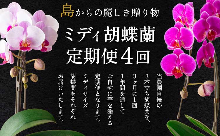 【定期便4回】ミディ胡蝶蘭 3本立ち 洋蘭 観賞用 植物
