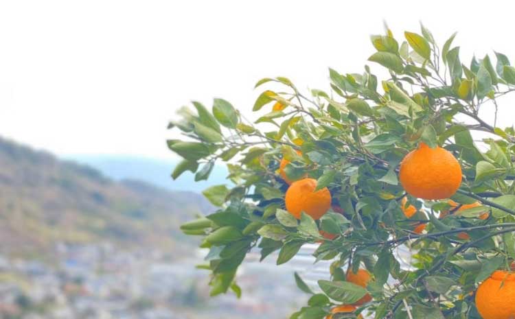 å
è¡äºçŽ çæ¬å€§èŠæ (äžç¥ç«) èš³ãã 9.5kg (25ïœ50ç) ã2026幎2æäžæ¬ïœ2æäžæ¬é çºéäºå®ã ããã¬ã ã¿ãã èæ ææ© åœç£ ä¹å· çæ¬ å®ååžç£ ãæ ªåŒäŒç€Ÿla Nui.ã