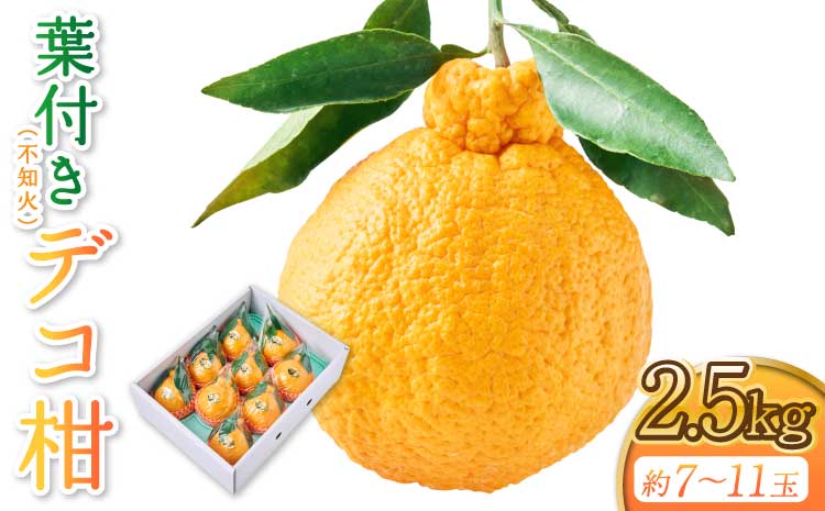 先行予約 不知火 果実の宝箱葉付きデコ柑不知火 約2.5kg 7玉〜11玉 【2026年3月上旬から5月下旬発送予定】 しらぬい 柑橘 みかん ミカン 蜜柑 果物 くだもの フルーツ 九州産 熊本県産 宇城市産 国産 田辺農園