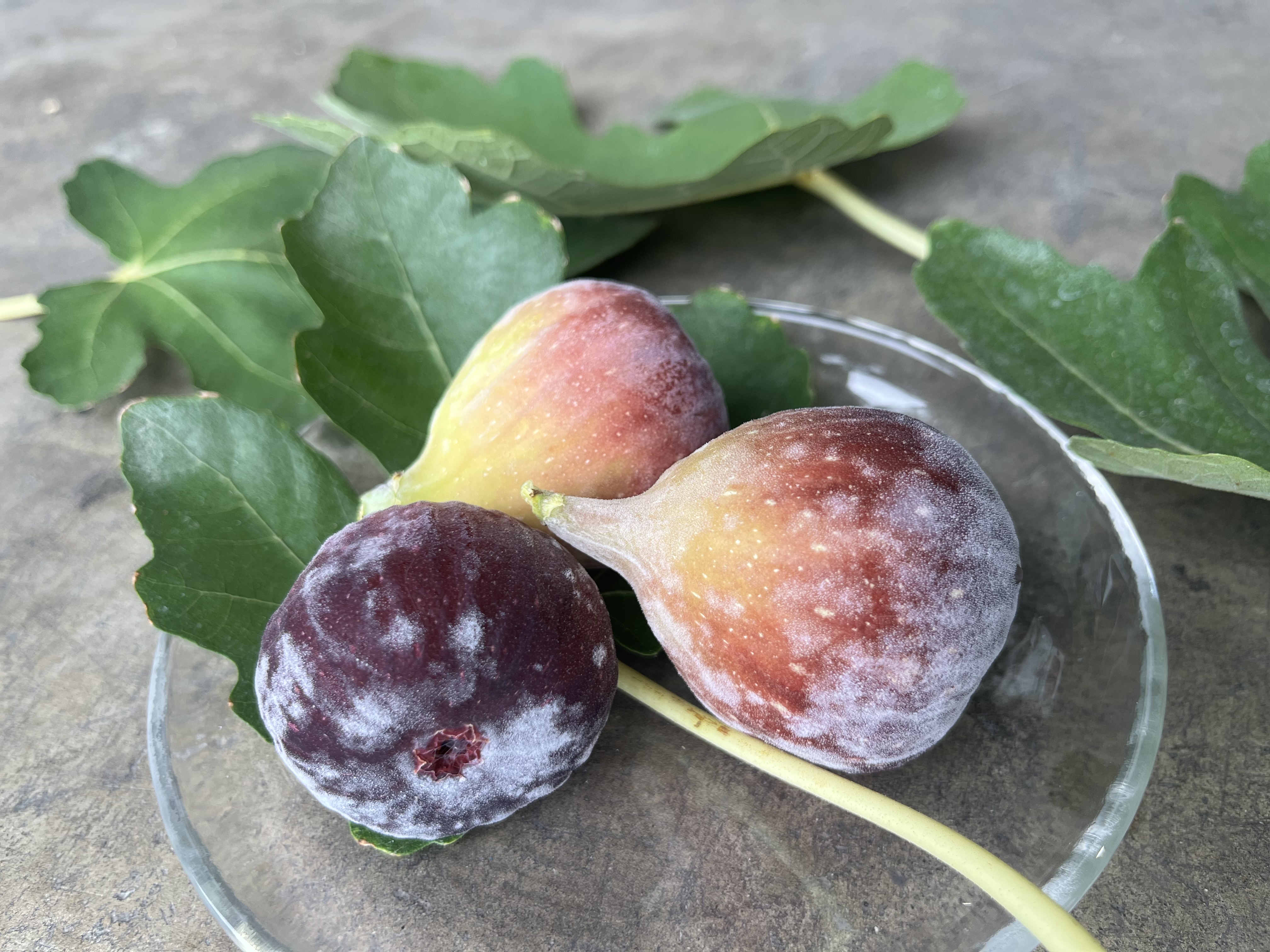 訳あり 冷凍 イチジク 約1.5kg【合同会社宝Farm】