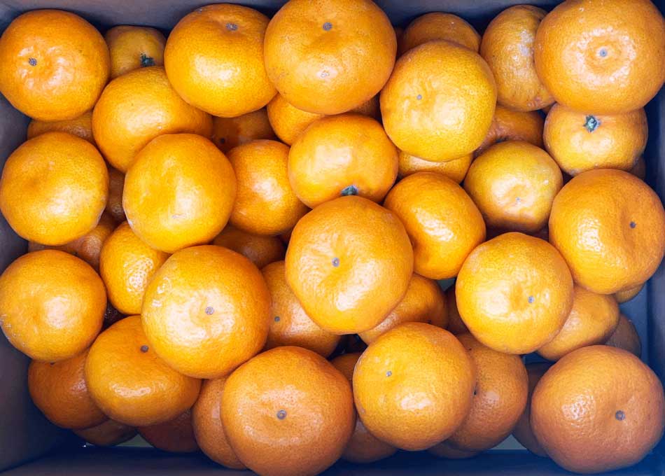 ã¿ãã æ±é¢šã¿ãã ççŽãç§ãçŽ3kg ãã®ãã¡ãã蟲åãã11æäžæ¬ãã2026幎1æäžæ¬çºéäºå®ãã¿ãã ãªã¬ã³ãž æç© ãã«ãŒã çæ¬ç