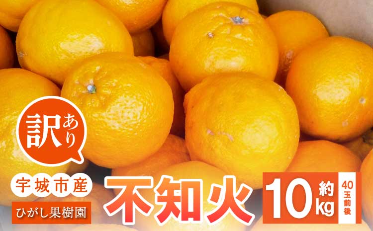 先行予約 訳あり 不知火 約10kg 40玉前後 【2026年3月上旬〜4月下旬発送予定】 しらぬい 柑橘類 みかん ミカン 蜜柑 果物 フルーツ 宇城市産 熊本県産 九州産 ひがし果樹園