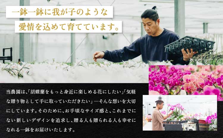 【定期便4回】ミディ胡蝶蘭 3本立ち 洋蘭 観賞用 植物
