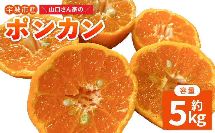 【先行予約】今が旬！山口さん家のポンカン 約5kg【2026年1月中旬から2月下旬発送予定】柑橘 果物 フルーツ