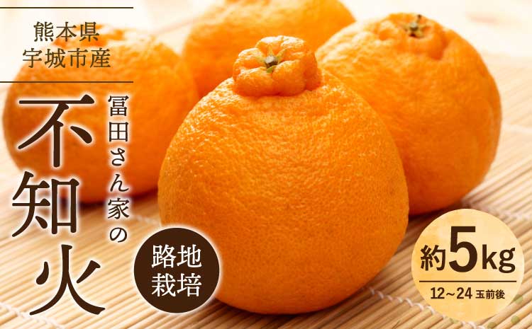 【先行予約】 不知火 家庭用 冨田さん家の不知火 路地栽培 5kg 【2026年1月中旬-1月下旬発送予定】 しらぬい みかん 蜜柑 柑橘 常温 熊本県産 国産 九州 熊本県 宇城市 訳あり 不揃い デコなし 傷あり SDGs