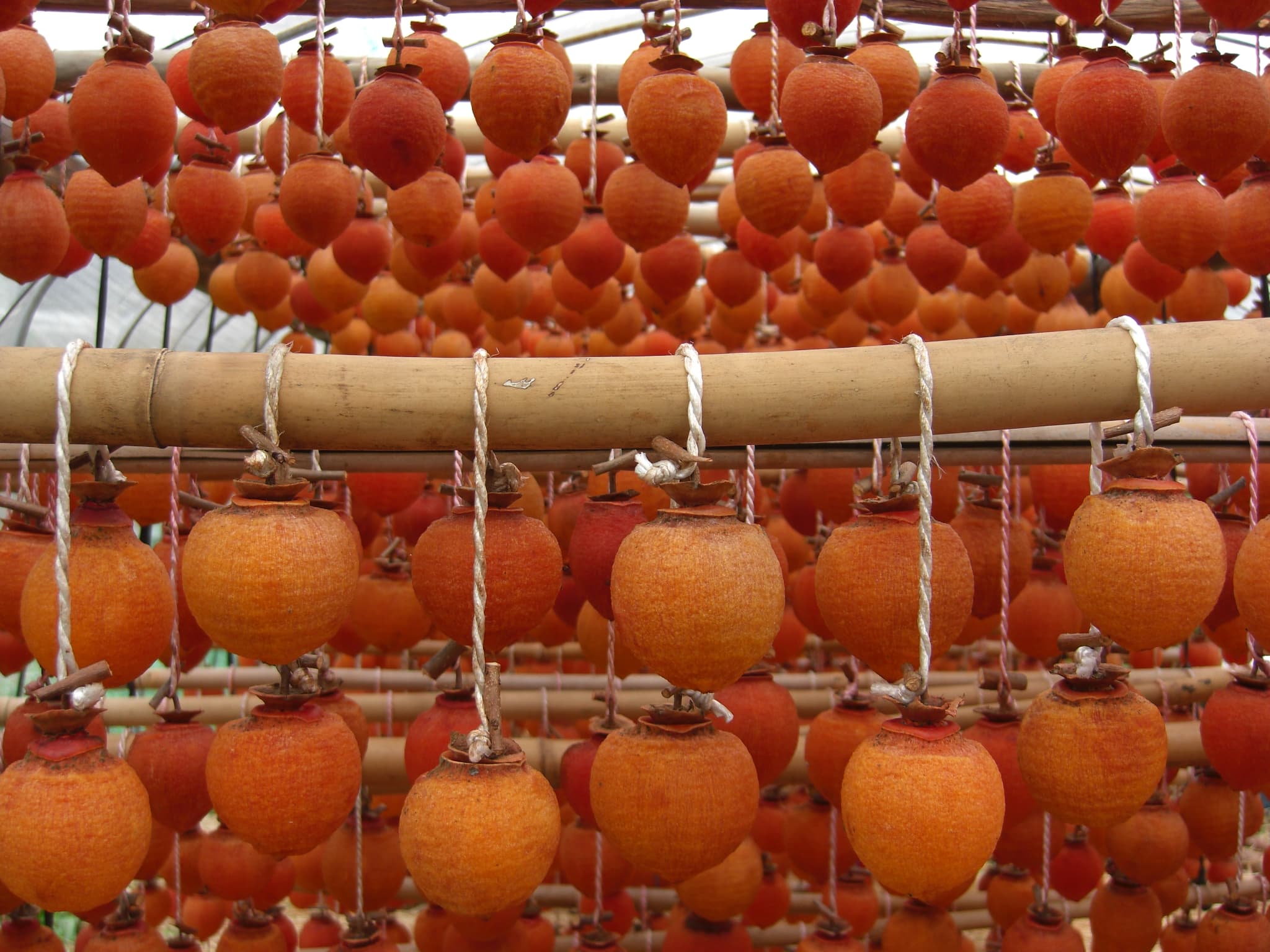 ãå
è¡äºçŽã å¹²ãæ¿ å·»æ¿ çŸå¹Žå€æš å·»ãæ¿ 1æ¬ å¹²æ¿ æ¿ ãã©ã€ãã«ãŒã èªç¶é£å äŒçµ±é£ ãè¶èå ä¹å·ç£ çæ¬çç£ å®ååžç£ 2026幎1æäžæ¬ãã3æäžæ¬çºéäºå®