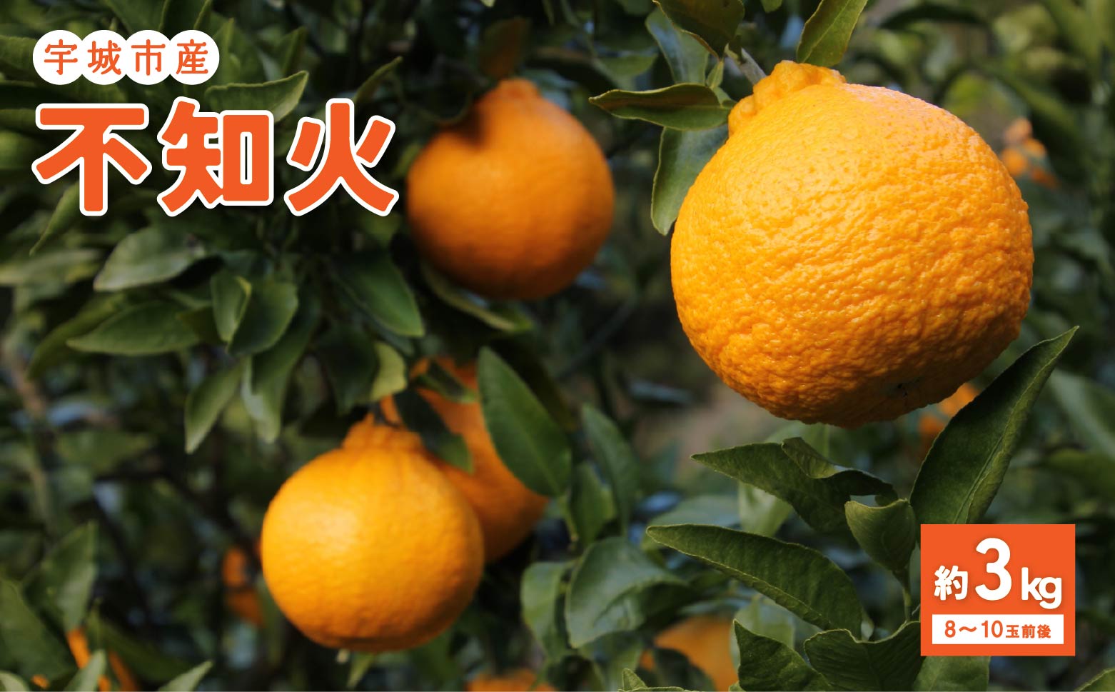 先行予約 特別栽培　のむちゃん農園 不知火（秀品） 約3kg 【2027年2月下旬から5月下旬発送予定】