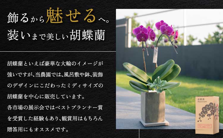 胡蝶蘭 花 母の日 ミディ胡蝶蘭 KouBou 大地 2本立ち 【2026年5月上旬頃発送予定】 プレゼント 蘭 ラン 洋蘭 ミディサイズ 観賞用 お祝い 贈答 贈答用 かわいい おしゃれ 鉢植え 風呂敷 インテリア 産地直送 送料無料 株式会社なかがわ