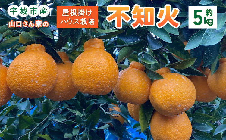 【先行予約】屋根掛けハウス栽培 山口さん家の不知火 約5kg 18玉〜22玉 3L〜4L【2026年1月上旬から2月上旬発送予定】柑橘 果物 フルーツ