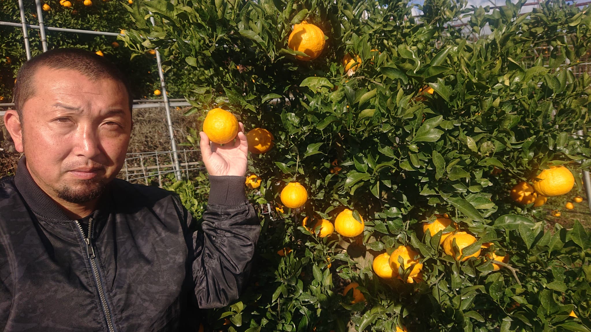 みかん 不知火 あーちゃん家の不知火 訳あり 10kg 約40〜50玉前後 【2026年4月上旬〜5月下旬発送予定】 わけあり しらぬい 柑橘 熊本県産 九州産 国産 宇城市産 