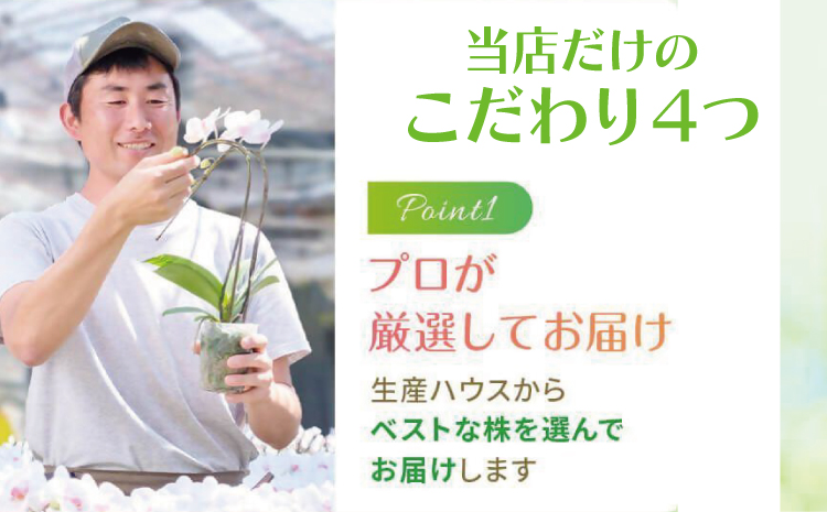 【森水木のラン屋さん】斑入り モンステラ タイ コンステレーション 2.5号ポット 栽培苗 植え替えセット付き ベージュ系素焼き鉢 熊本県 宇城市産 モンステラ 希少品種 観葉植物 インテリア グリーン 希少 希少品種 斑入り植物 おしゃれ ギフト 室内 人気 初心者 向け リビング 開店祝い 新築祝い