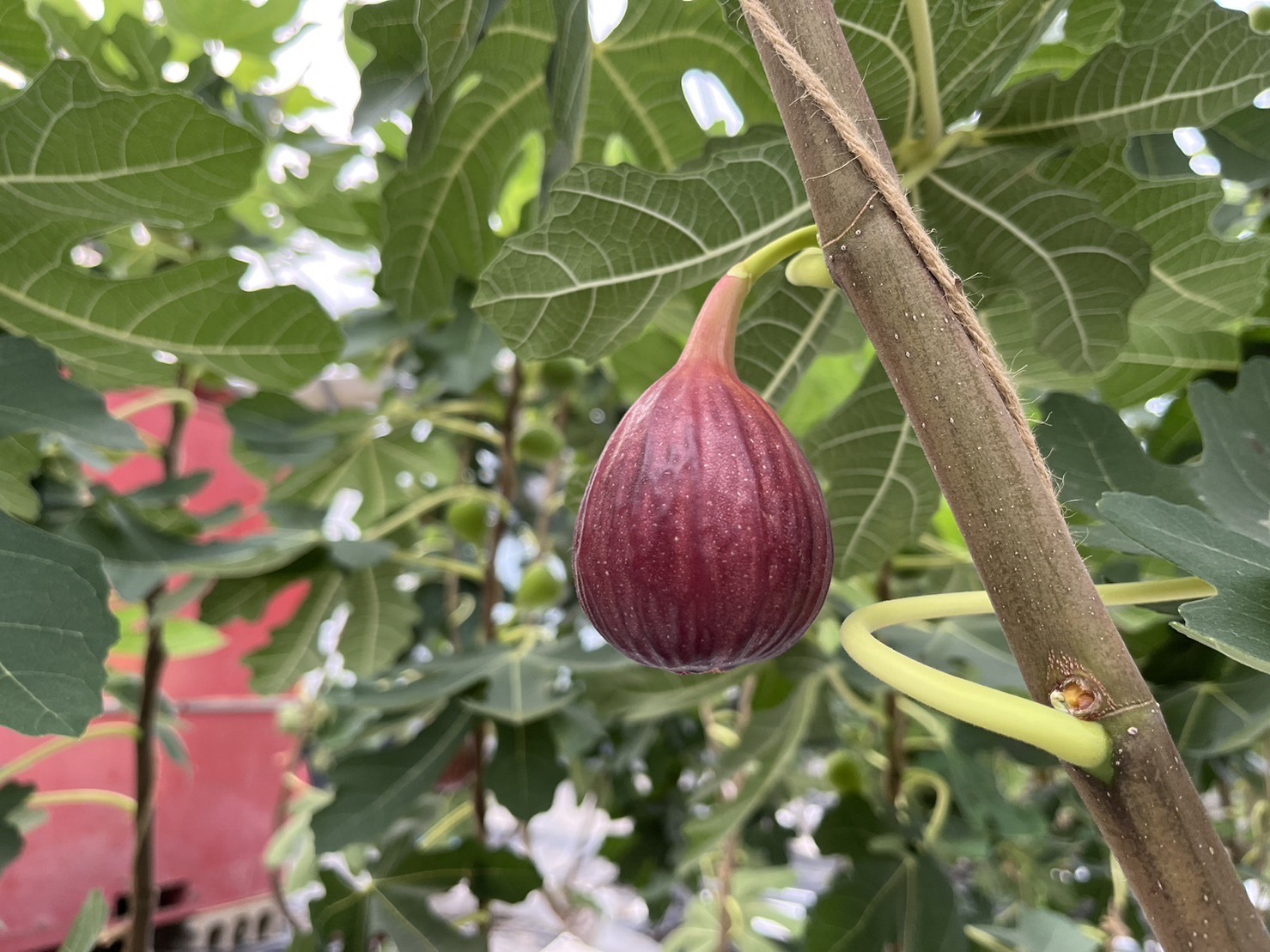 訳あり 冷凍 イチジク 約1.5kg【合同会社宝Farm】