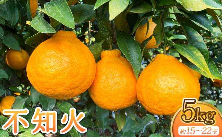 先行予約 宇城市産 不知火 約5kg 15玉〜22玉前後 【2026年3月上旬から5月上旬発送予定】 しらぬい みかん ミカン 蜜柑 柑橘 くだもの フルーツ 果物 熊本県産 九州産 国産 木村果樹園