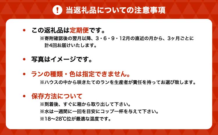 【定期便4回】ミディ胡蝶蘭 3本立ち 洋蘭 観賞用 植物