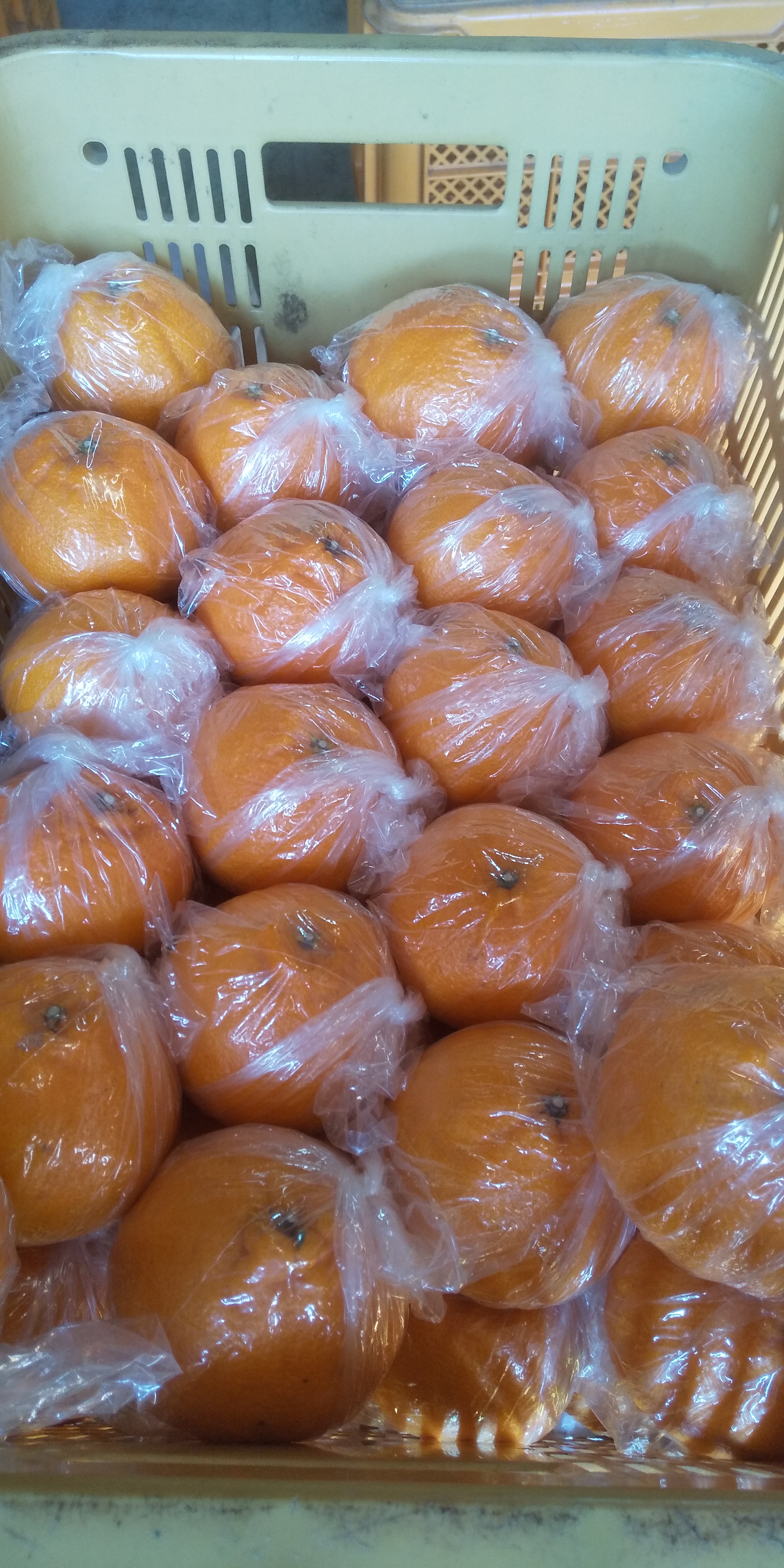 å
è¡äºçŽ èš³ãã äžç¥ç« çŽ10kg 40çååŸ ã2026幎3æäžæ¬ã4æäžæ¬çºéäºå®ã ããã¬ã ææ©é¡ ã¿ãã ãã«ã³ èæ æç© ãã«ãŒã å®ååžç£ çæ¬çç£ ä¹å·ç£ ã²ããææš¹å