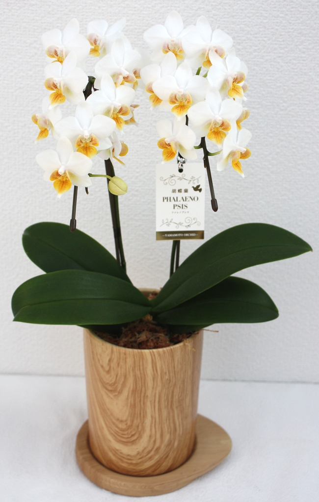 【お任せ】 ミディ胡蝶蘭 2本立ち 鉢花 らん プレゼント 洋ラン 生花 お花 お祝い