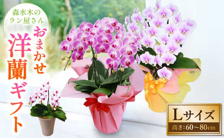 洋蘭 洋蘭ギフトL 鉢花 （高さ60～80cm） 蘭 鉢 鉢植え 胡蝶蘭 ギフト 熊本県産 【森水木のラン屋さん】 お祝い 誕生日 鉢植え 花 贈り物 蘭
