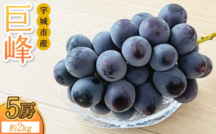 【先行予約】巨峰 きょほう 葡萄 ぶどう 約2kg 5房 【2026年8月上旬〜2026年8月下旬発送予定】 みのだ観光農園 熊本県 宇城市産