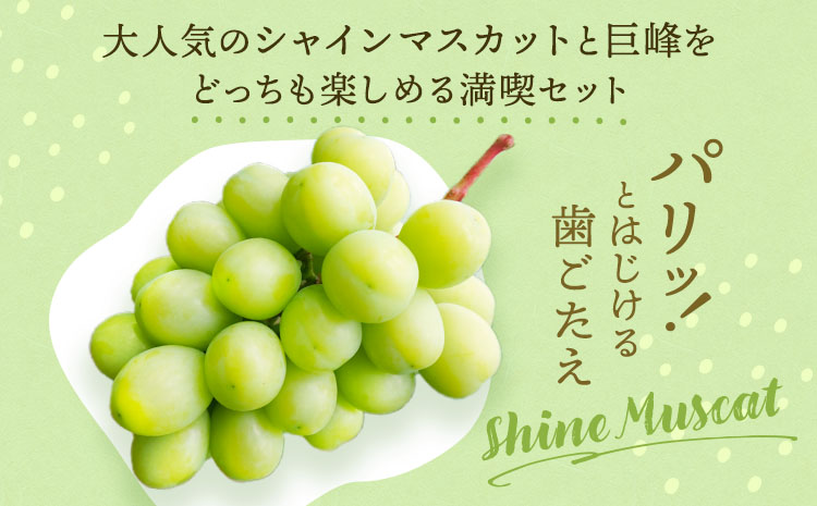 【先行予約】 シャインマスカット 巨峰 シャイン マスカット きょほう ぶどう 葡萄 恋するシャインマスカット＆巨峰セット 2房 合計約900g 種無し 種なし たねなし ギフト セット 詰合せ 宇城市産 御舩果樹園【2026年7月下旬〜9月下旬頃順次発送予定】