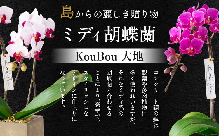 胡蝶蘭 花 母の日 ミディ胡蝶蘭 KouBou 大地 2本立ち 【2026年5月上旬頃発送予定】 プレゼント 蘭 ラン 洋蘭 ミディサイズ 観賞用 お祝い 贈答 贈答用 かわいい おしゃれ 鉢植え 風呂敷 インテリア 産地直送 送料無料 株式会社なかがわ