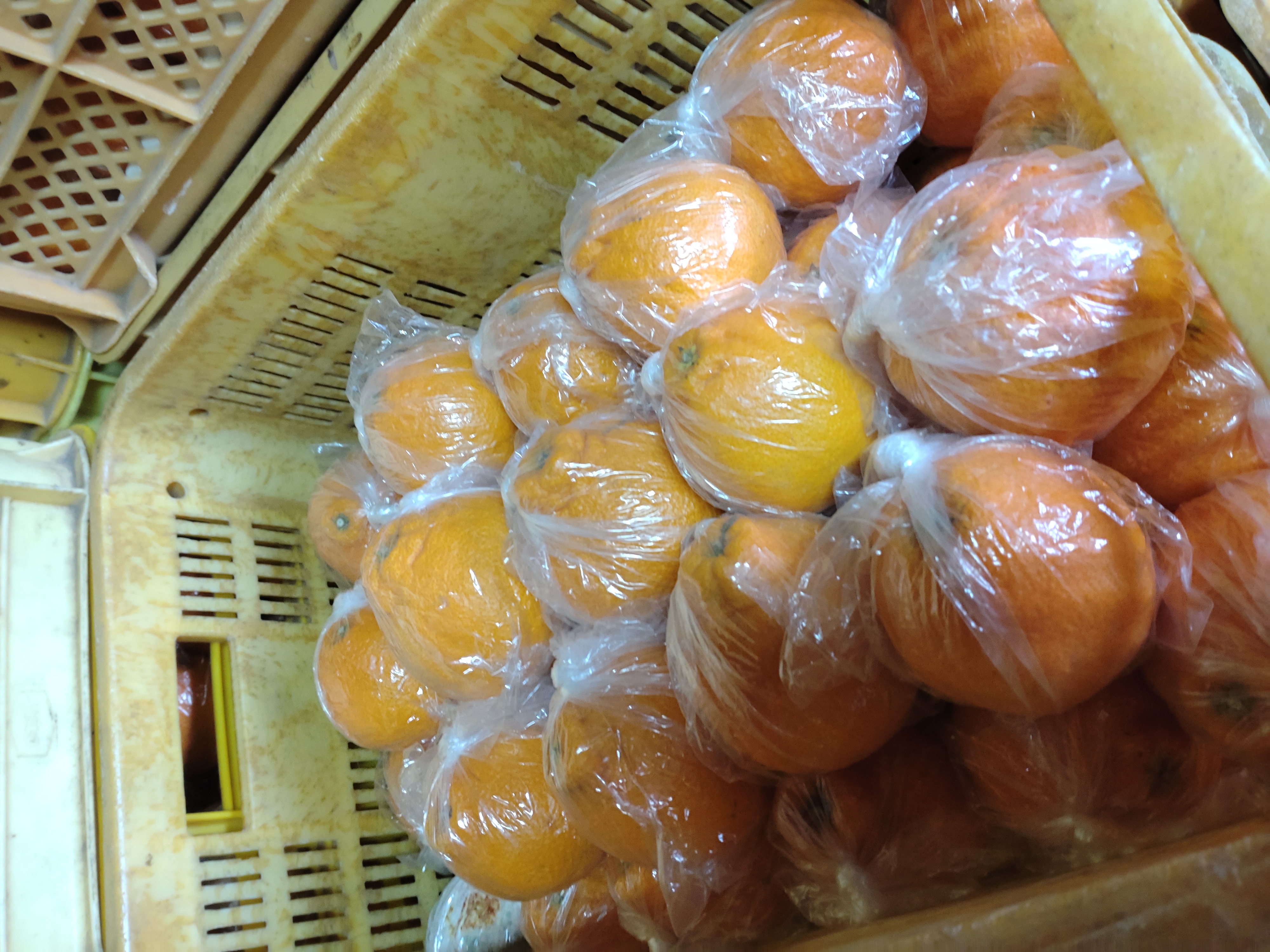 å
è¡äºçŽ äžç¥ç« çŽ5kgïŒ15ïœ22çïŒ ã2026幎3æäžæ¬ã4æäžæ¬çºéäºå®ã ããã¬ã ææ©é¡ ã¿ãã ãã«ã³ èæ æç© ãã«ãŒã å®ååžç£ çæ¬çç£ ä¹å·ç£ ã²ããææš¹å