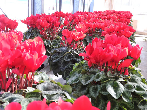 ãæééå®ãé¿èã®é«æ ¡çãææ
蟌ããŠè²ãŠãã·ã¯ã©ã¡ã³ïŒ5å·é¢)